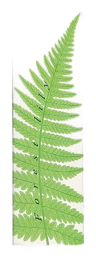 Forest Lily by Avon – Eau de Toilette