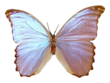 Butterfly by Bud Parfums