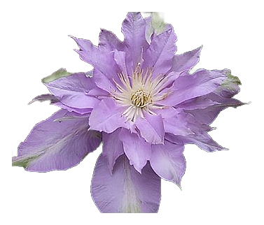 Fleur De Lilac by Bud Parfums