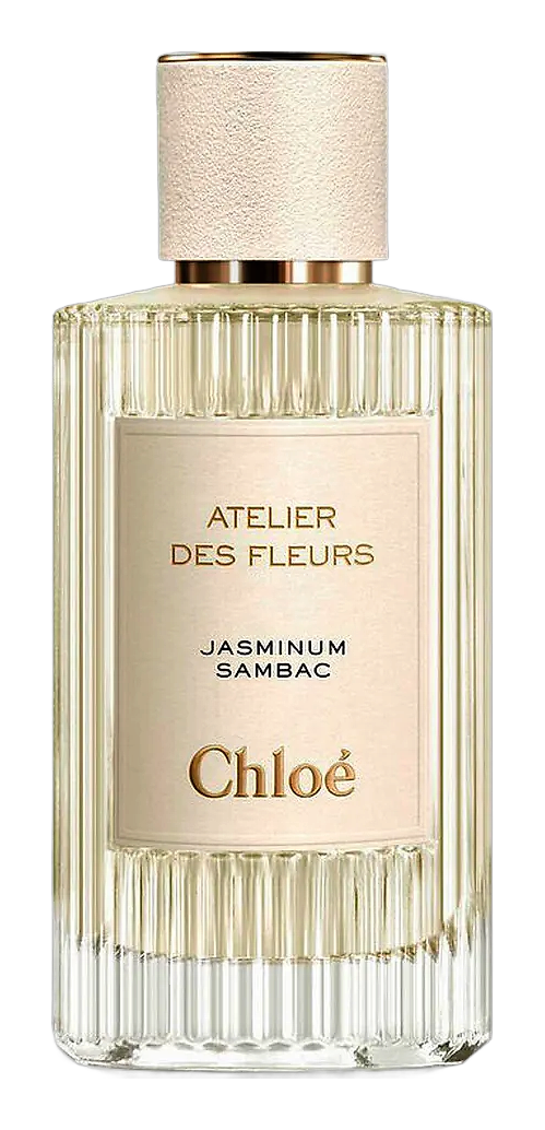 Jasminum Sambac by Chloé