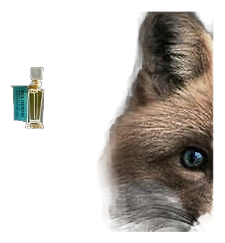 Foxy by DSH Perfumes