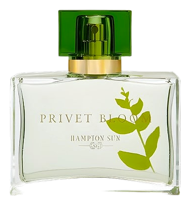 Privet Bloom