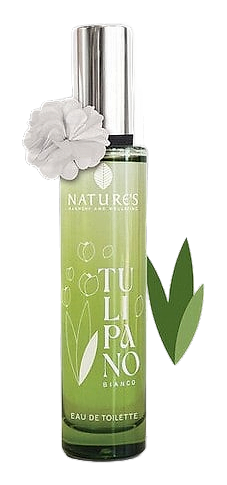 Tulipano Bianco by Nature's