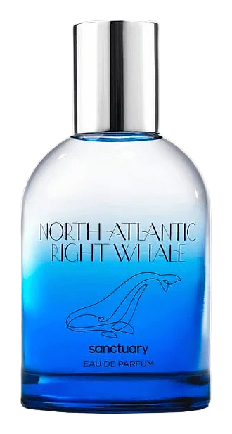 North Atlantic Right Whale by Sanctuary