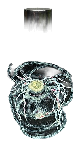 Space Fluid High to Lotus