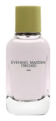 Evening Maiden Orchid by Zara