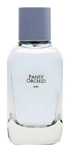 Pansy Orchid by Zara