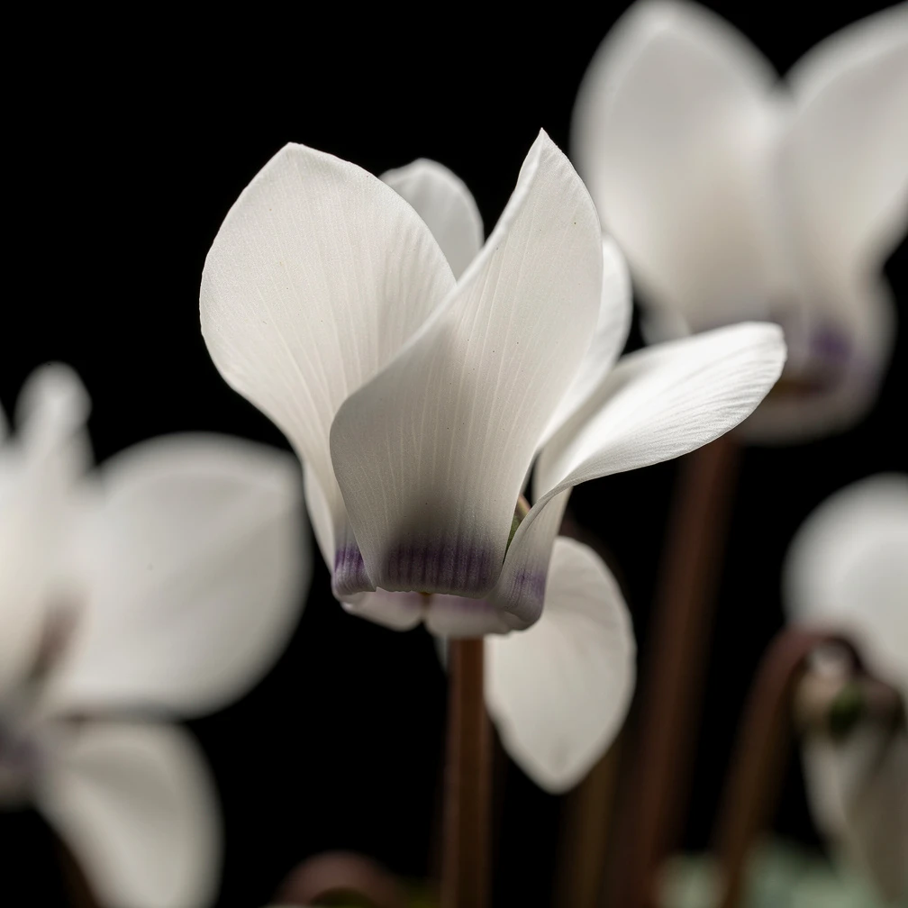 Cyclamen Aldehyde fragrance note