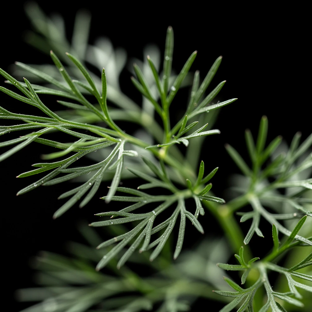Dill