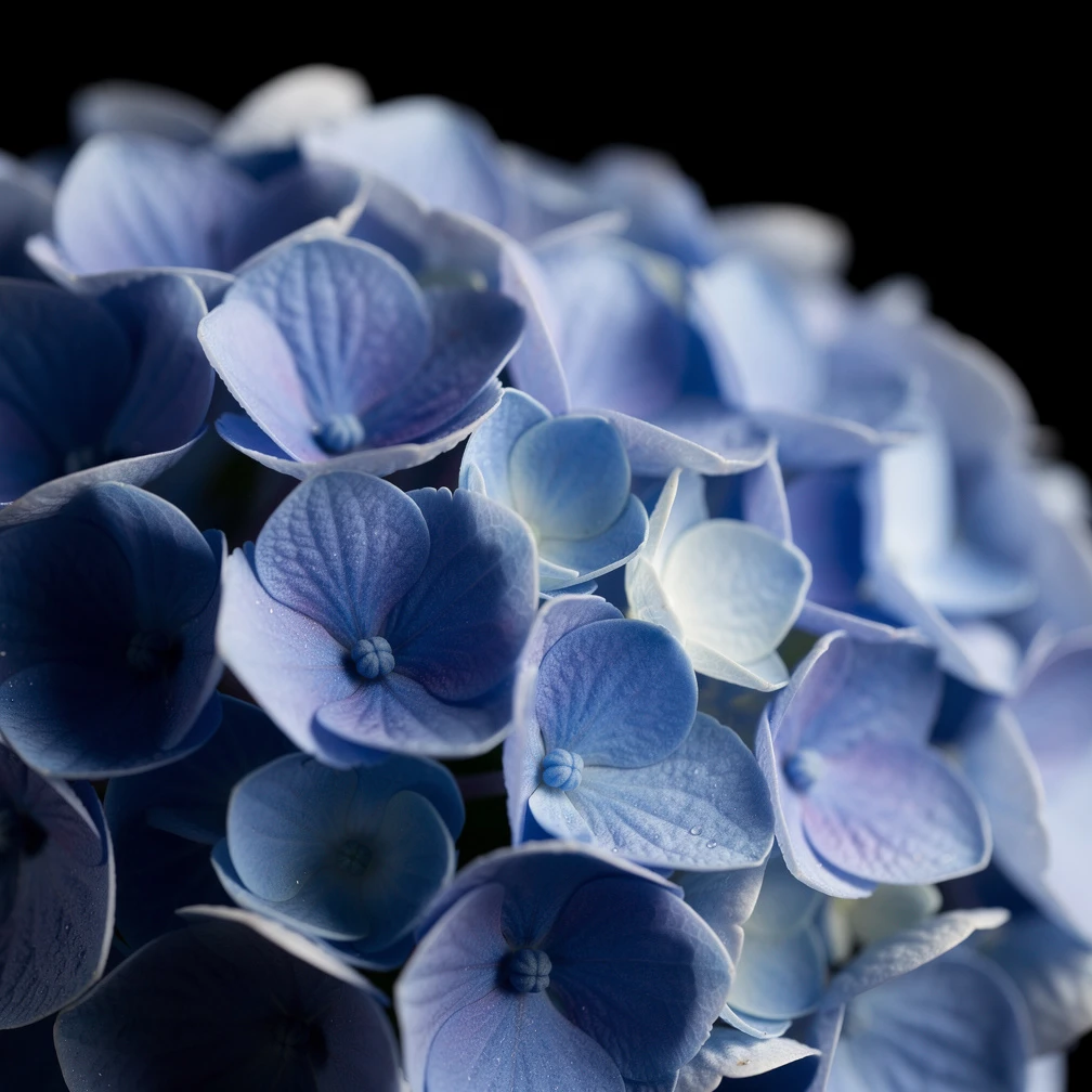 Hydrangea fragrance note