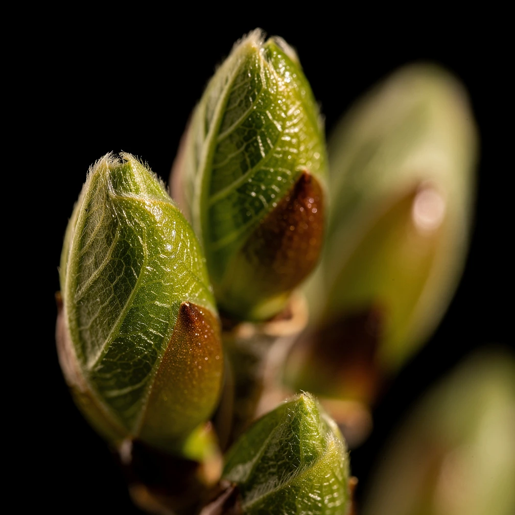 Poplar fragrance note