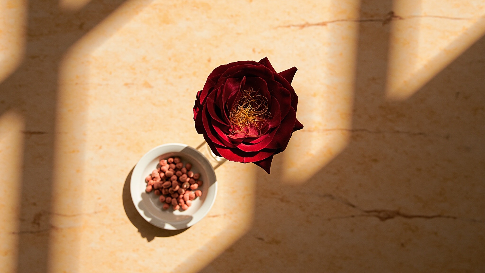 A Rose is a Rose by Aphorismes by Dominique Ropion. Atmospheric mood