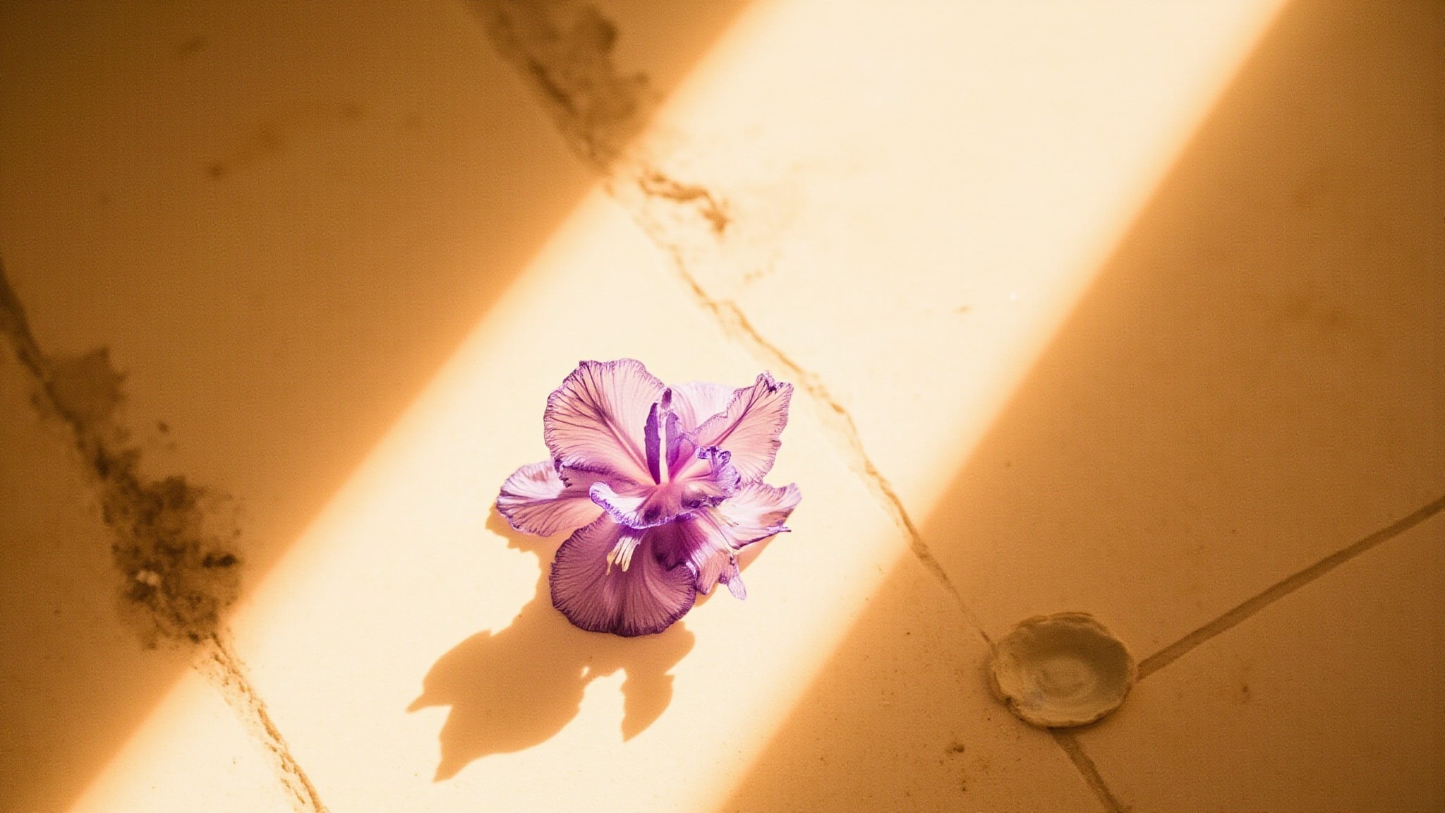 Iris Exquis by Brioni. Atmospheric mood