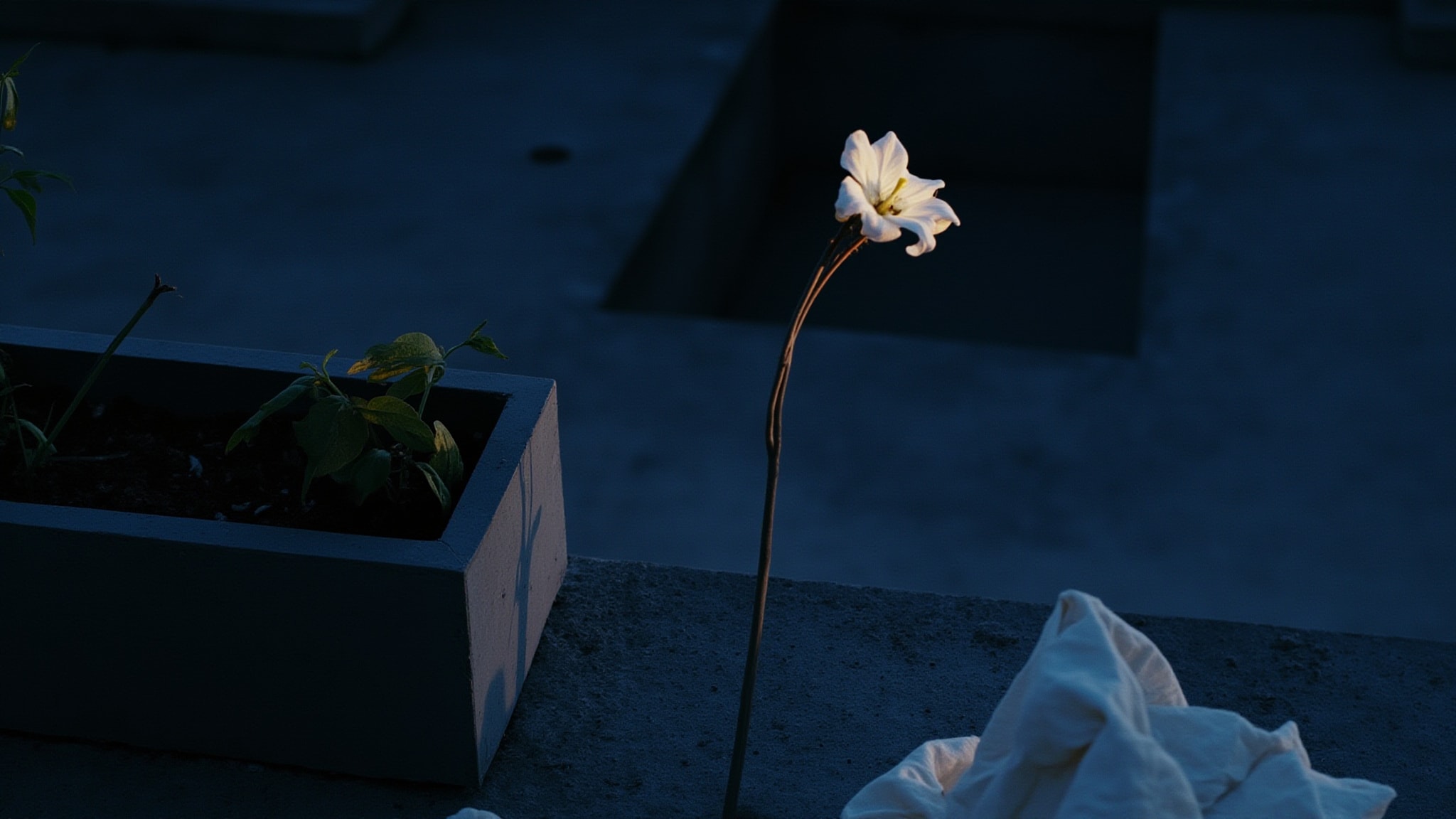 Cradle of Light by CB I Hate Perfume. Atmospheric mood