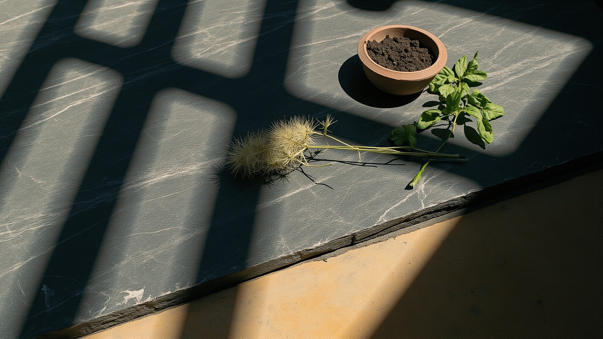 Shy Plant (MẮC CỠ) by d.grayi. Atmospheric mood