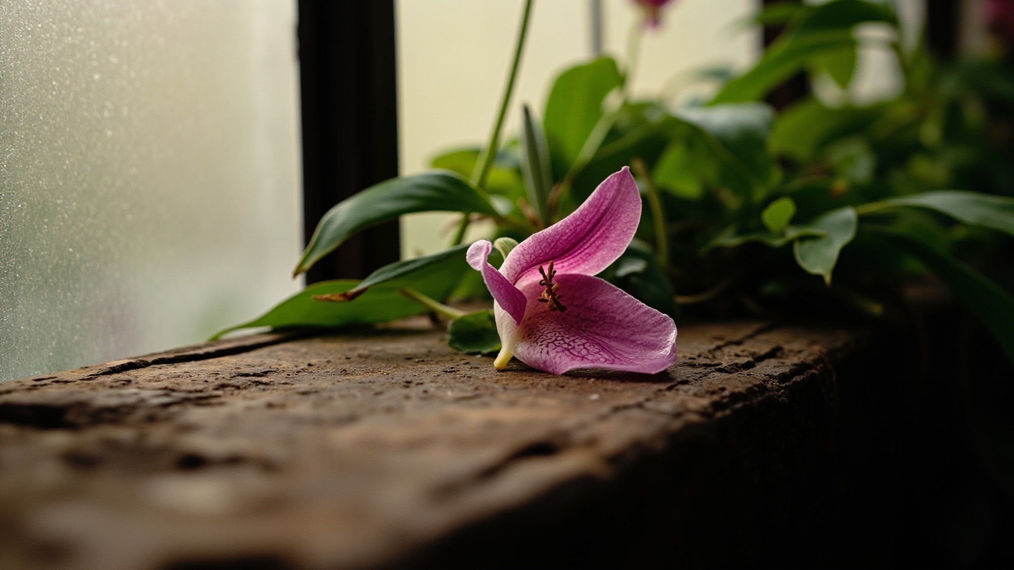 Calypso Orchid by Demeter Fragrance. Atmospheric mood