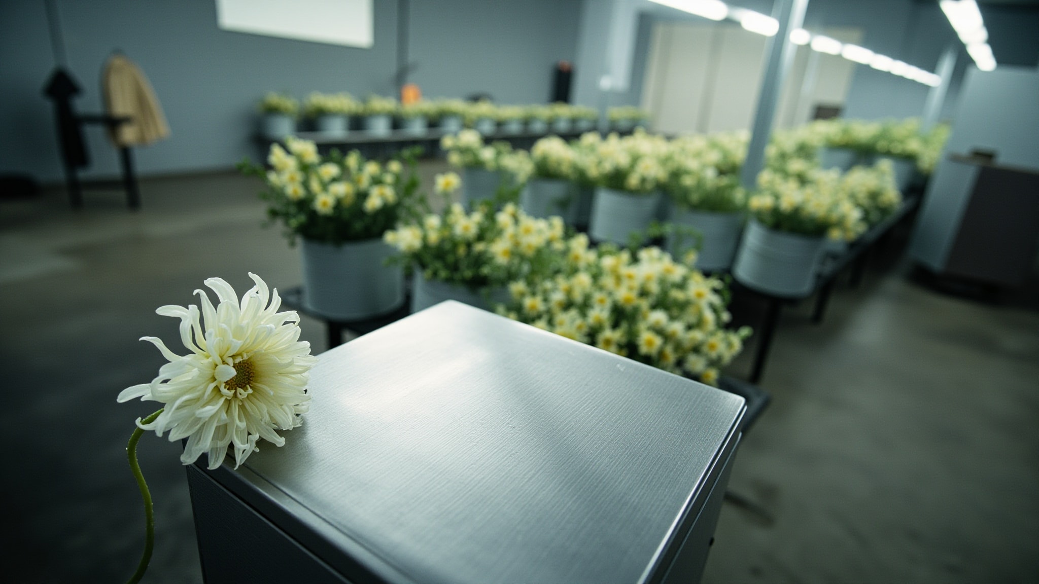 Chrysanthemum by Demeter Fragrance. Atmospheric mood