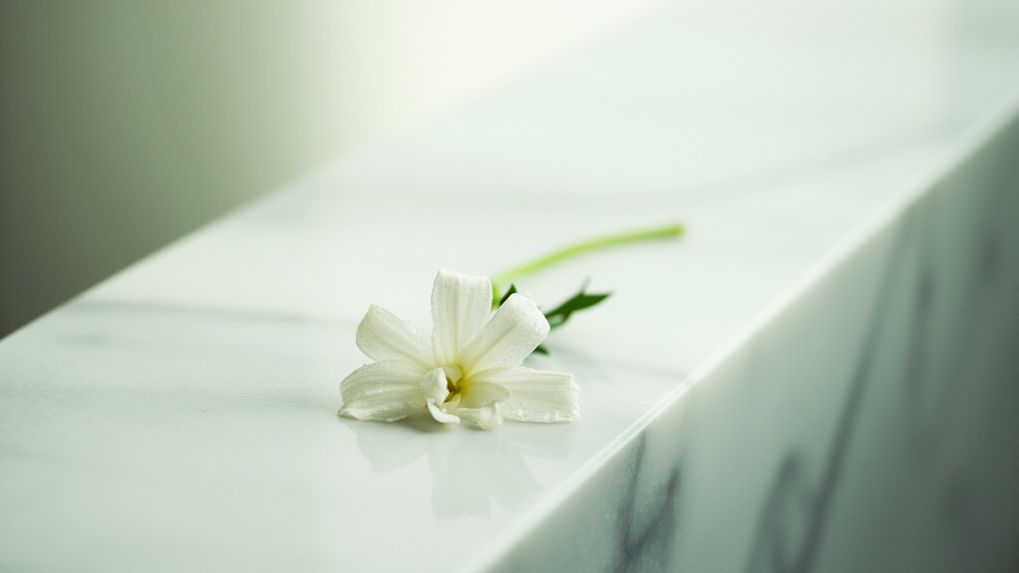 Petite Fleur by M. Micallef. Atmospheric mood