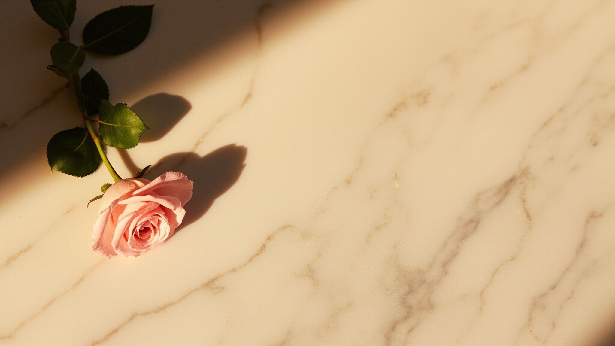 Pink Roses by Mancera. Atmospheric mood