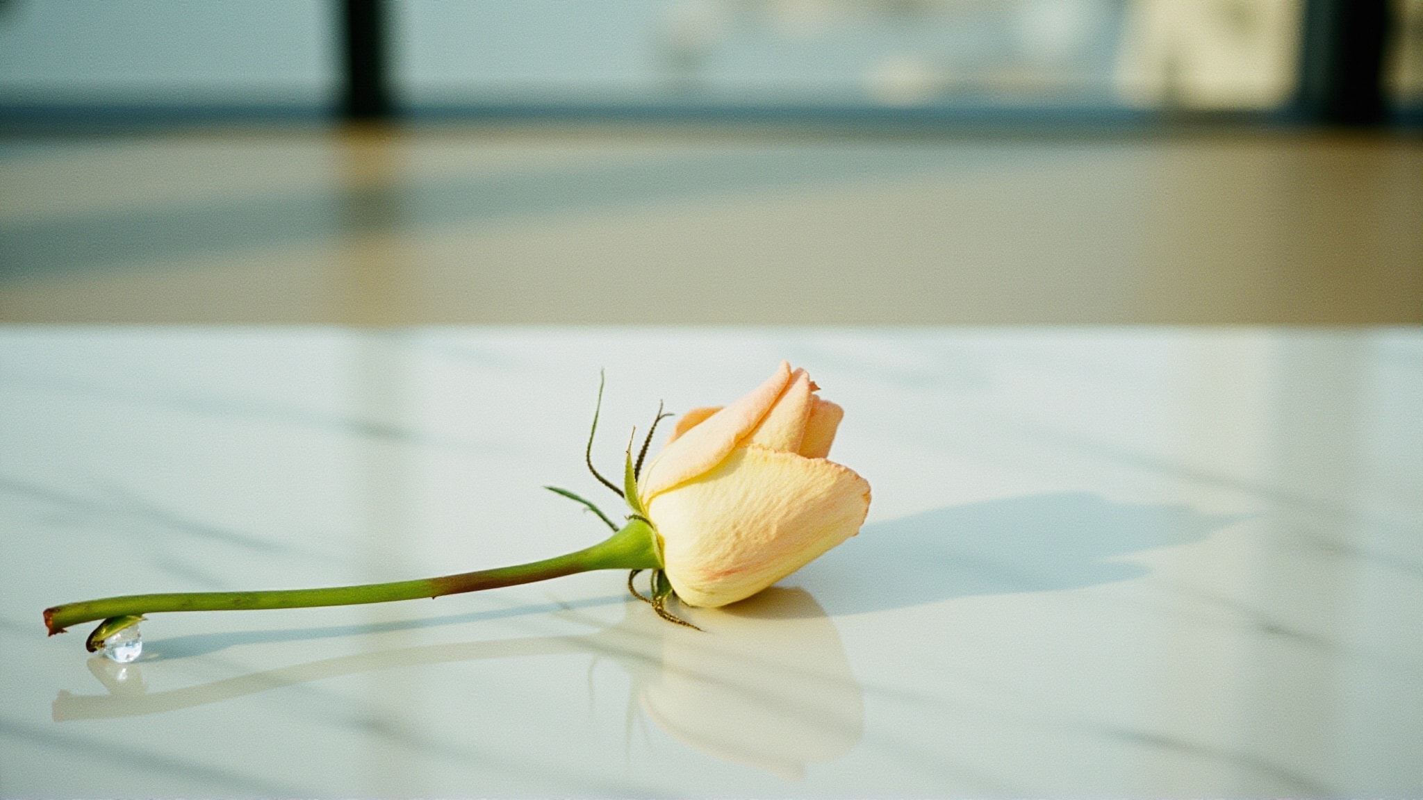 Les Fleurs Rose by Molinard. Atmospheric mood