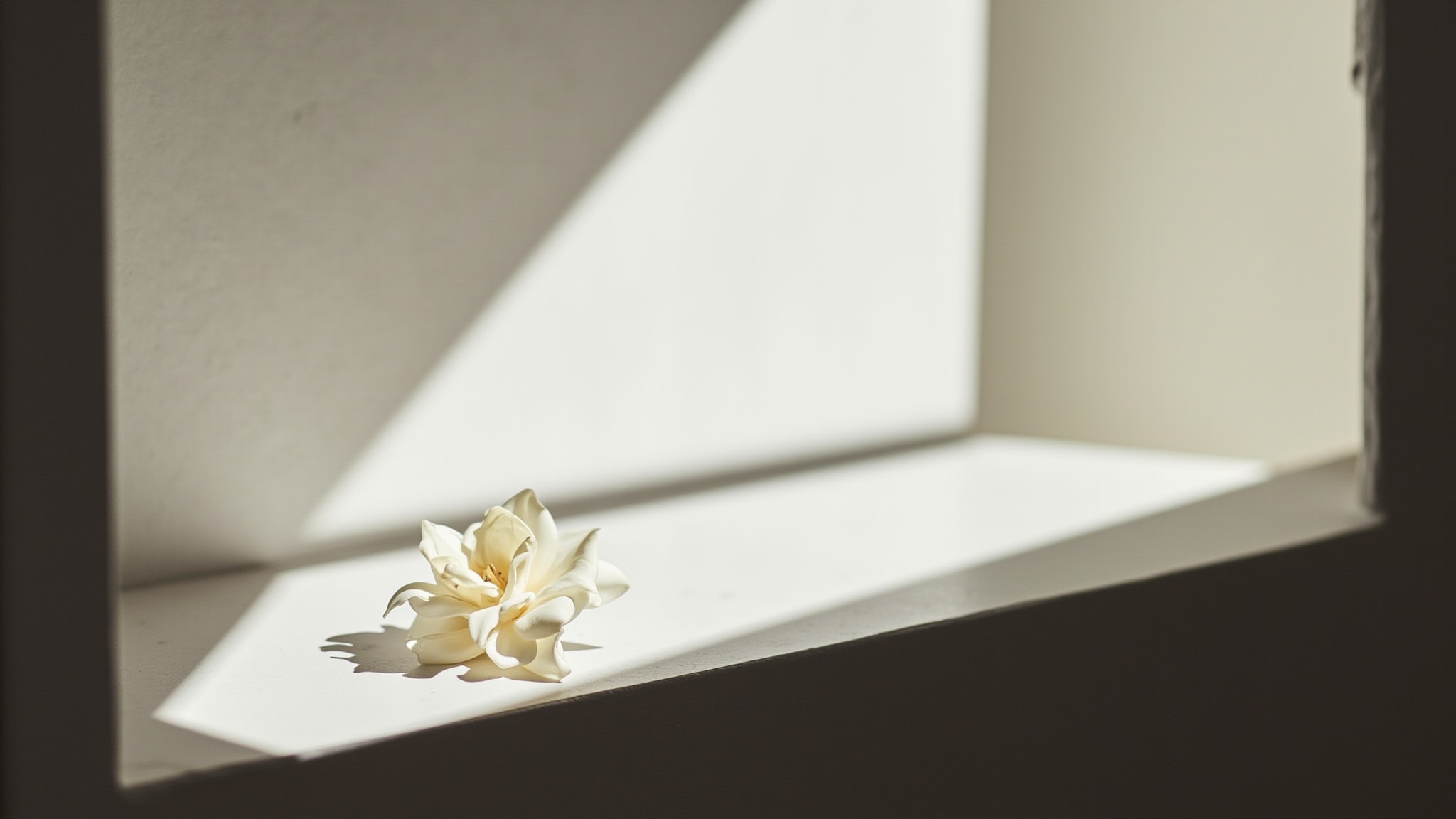 Narciso by Narciso Rodriguez. Atmospheric mood
