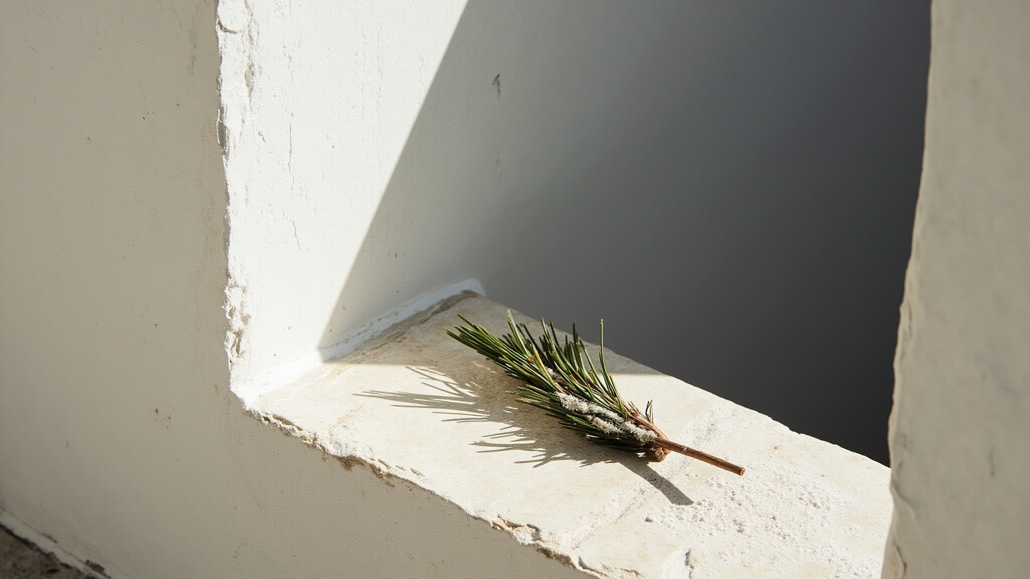 Pino Silvestre Mediterraneo by Pino Silvestre. Atmospheric mood