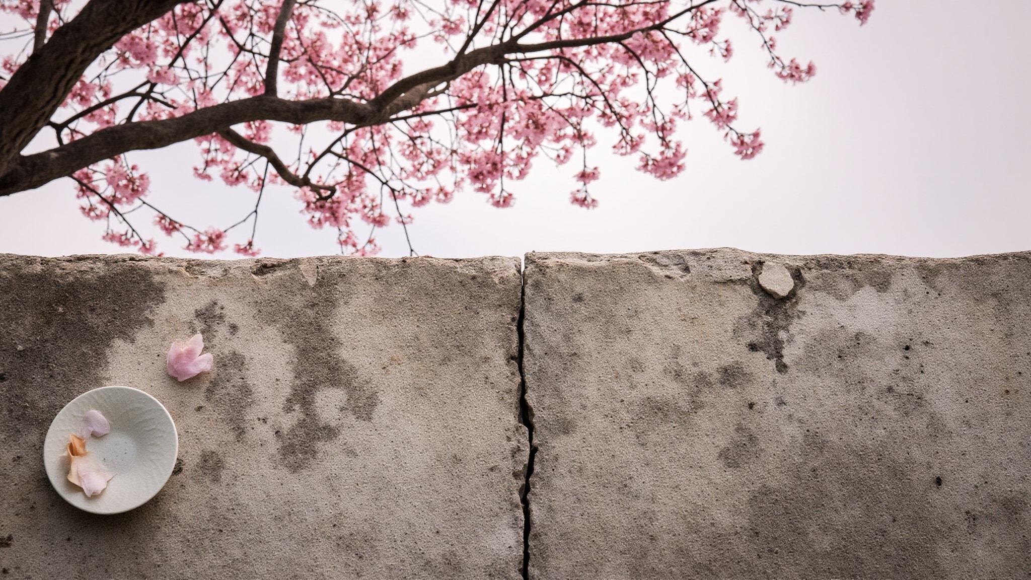 English Cherry Blossom by Shay & Blue London. Atmospheric mood