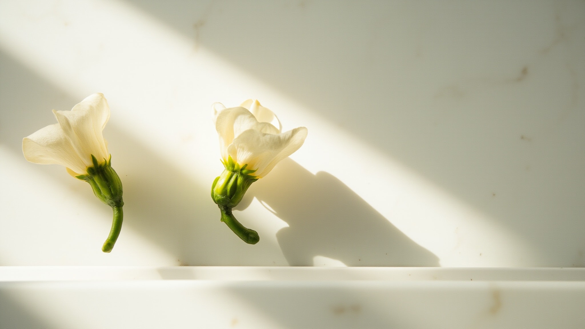 Epic Gardenia by Strange Invisible Perfumes. Atmospheric mood