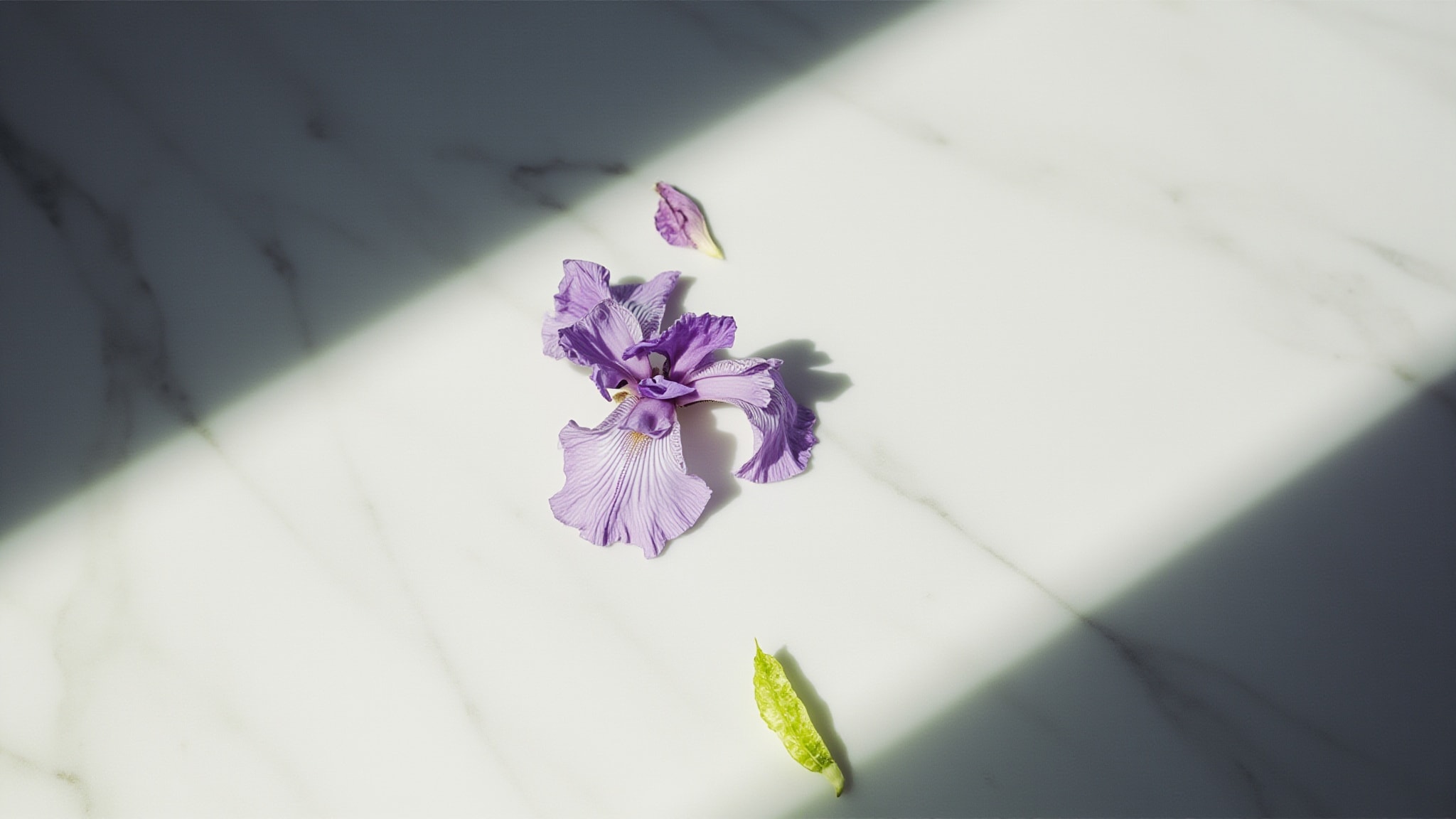 Tiffany & Co Wild Iris by Tiffany. Atmospheric mood