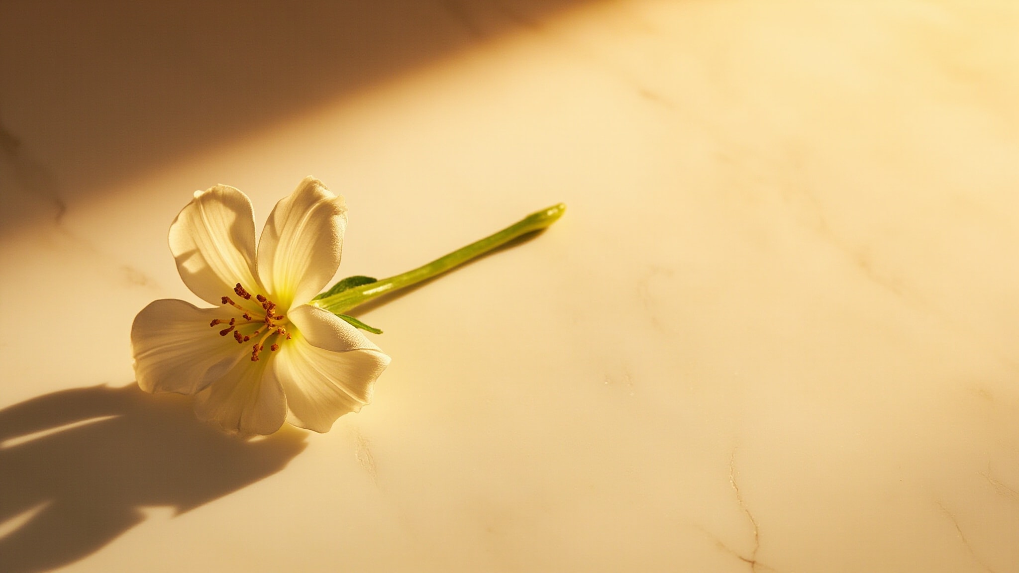 Fleur à l'Extrême by Wilgermain. Atmospheric mood